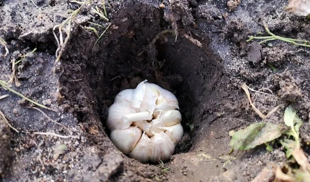 Чеснок под зиму. Чеснок головками сажать. Посадка чеснока головками. Посадка чеснока головками под зиму.