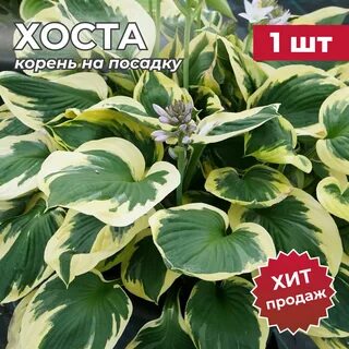 Хоста 1