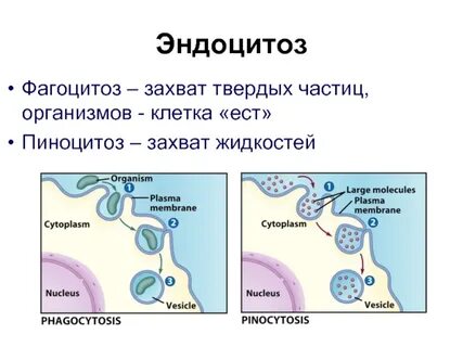 Клеточная жидкость