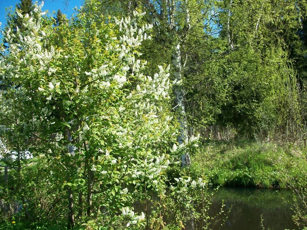 Черемуха дерево у ручья. Черемуха в Подмосковье. Черёмуха Краснолесная. Черемуха река парк. Рыба березка