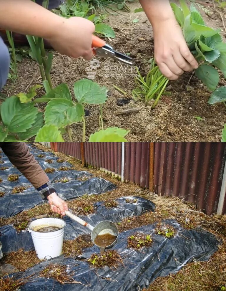 Уход за клубникой после зимы пошагово. Полив клубники весной. Обработка клубники весной после схода снега. Весенняя подкормка клубники. Подкормка клубники весной.