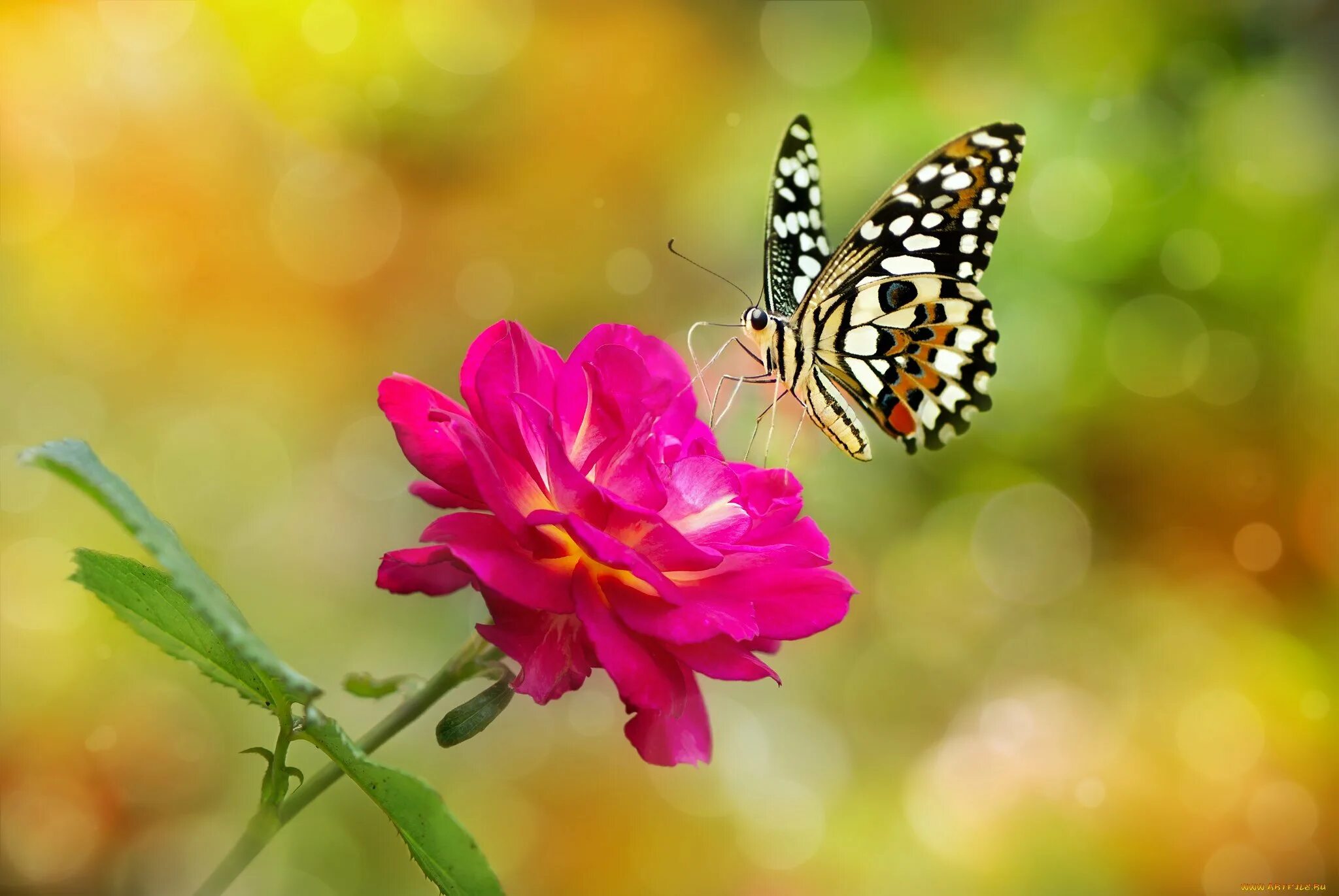 Красивые бабочки на цветах. Бабочка на цветке. Бабочки в цветах. Бабочки над цветами.