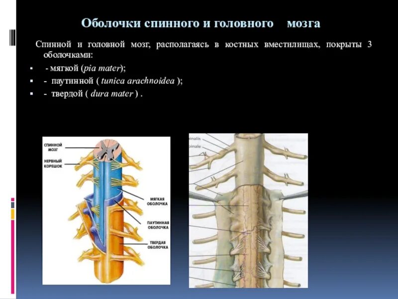 Мягкая оболочка спинного мозга строение. Функции мягкой оболочки спинного мозга. Мешок твердой оболочки спинного мозга. Арахноидальная оболочка спинного мозга.