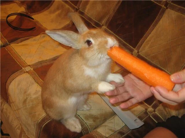 Заяц ест морковку. Заяц с морковкой. Заяц с морковкой. Стихи про зайчика и морковку. Заяц с 3 морковками.