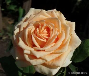 King rose