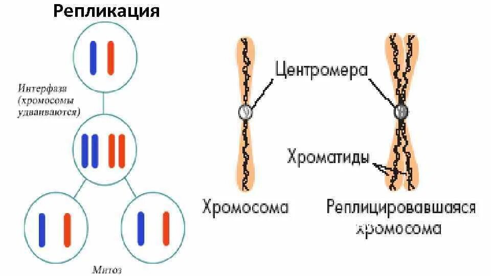 Образование двухроматидных хромосом спирализация хромосом. Удвоение хромосом. Хромосома состоит из. Хромосомы до удвоения. Удвоенные хромосомы состоят из хроматид.