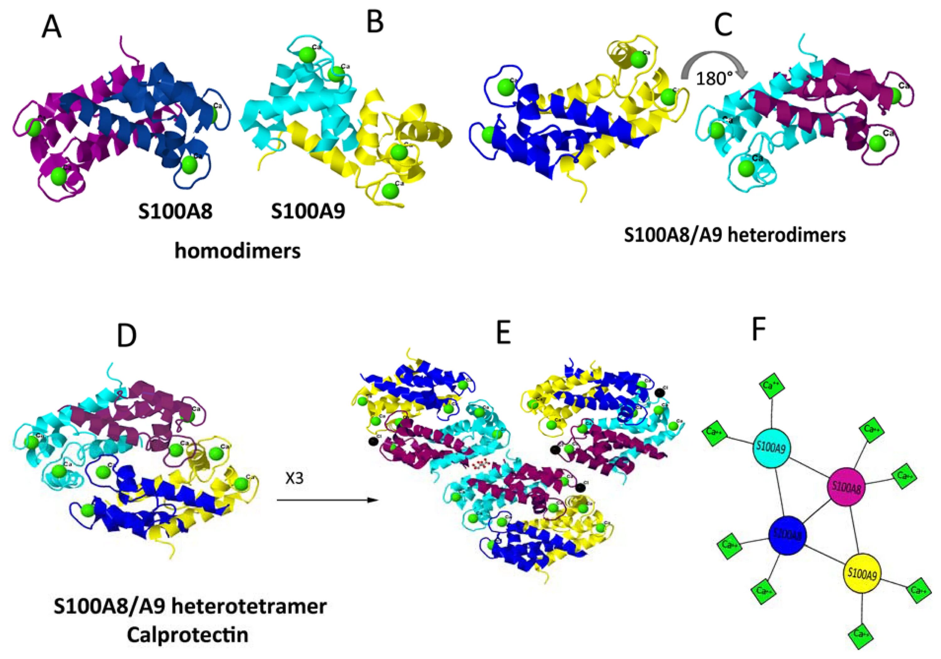 Повышенный белок s100. Tertiary structure of Protein. Строение амилоида. Белков c s. Quaternary structure of Protein.