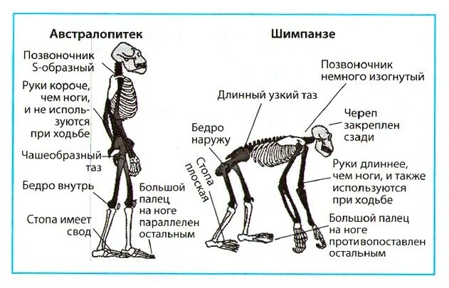 Шимпанзе передняя конечность. Строение конечностей приматов. Скелет человекообразной обезьяны. Передние конечности человека и человекообразных обезьян Эволюция. Конечности человека и обезьян таблица.