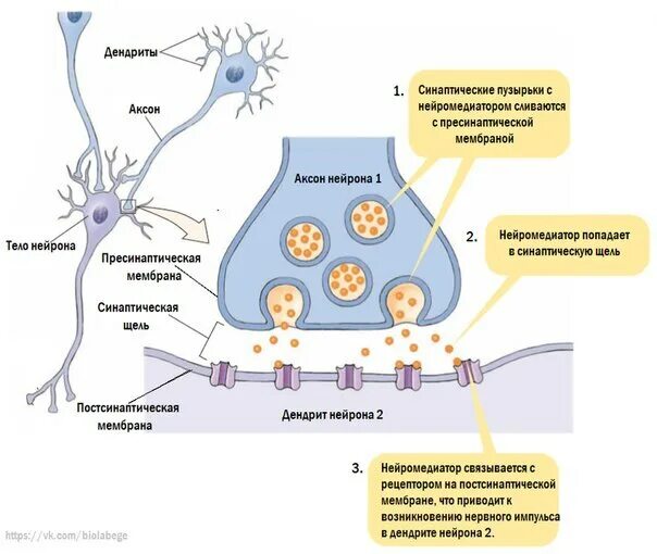 Пресинаптическая мембрана синапса. Нервный Импульс через синапс. Строение синапса и передача нервного импульса. Схема строения синапса.