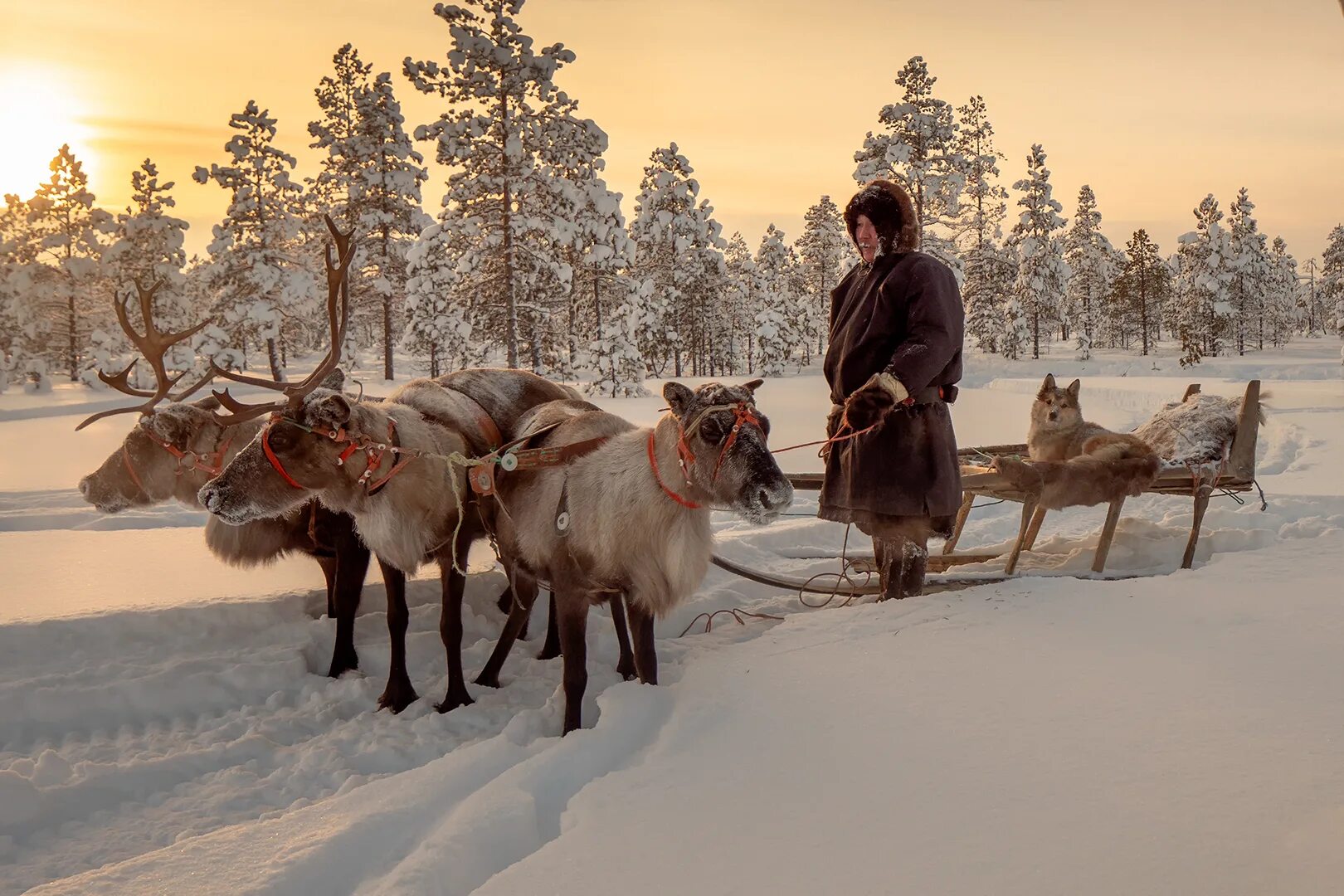 Северный олень ямал. Оленевода. Нарты для оленьей упряжки. Северный олень в упряжке. Оленевода.