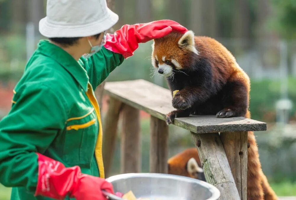 Как зоопарки помогают животным. Забота о животных. Исследования в зоопарках. Работник зоопарка. Роев ручей зоолог.