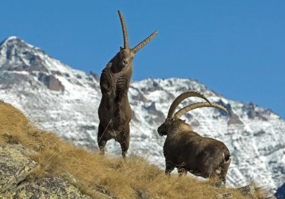 Звери тур по россии 2023. Сибирский горный козёл Capra sibirica. Ибекс Capra Ibex. Альпийский горный козел Ибекс. "Сибирский горный козёл (Козерог)".