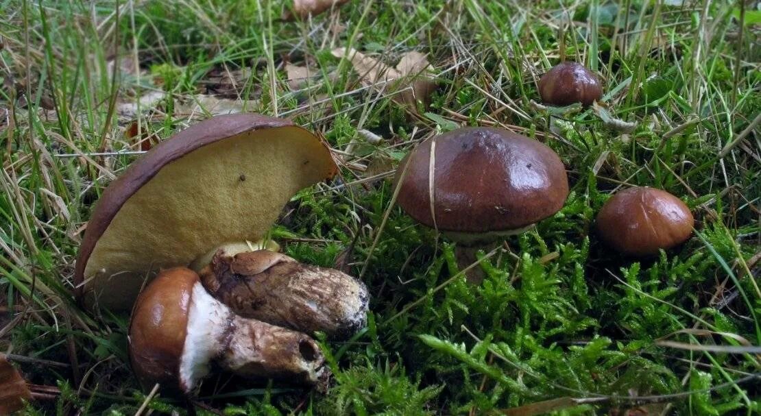 Осенние грибы маслята. Гриб Suillus luteus. Масленок обыкновенный. Грибы маслята. Маслёнок настоящий Suillus luteus.