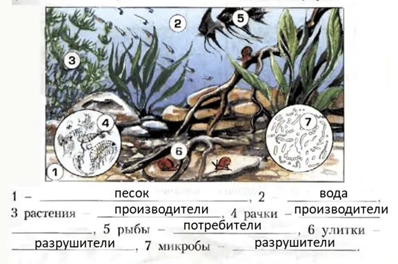 Живые организмы в аквариуме. Экосистема аквариума. Аквариум производители потребители. Потребители в аквариуме. Аквариум потребители Разрушители производители.