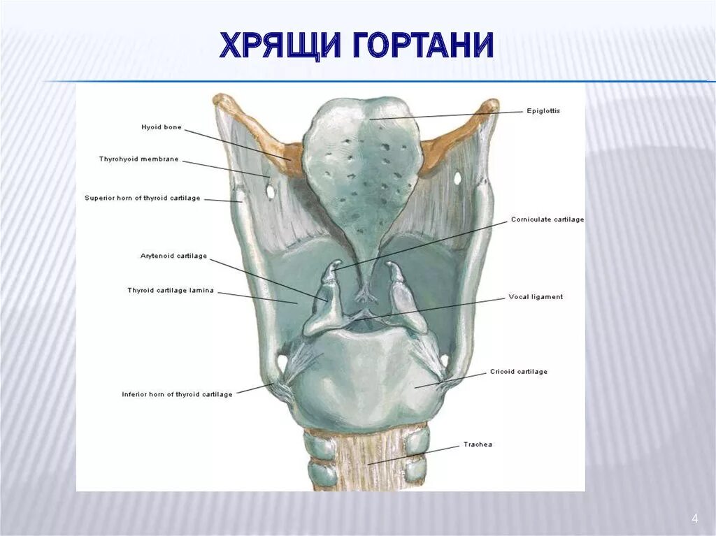 Хрящевое строение гортани. Хрящи гортани клиновидный парные. Черпаловидные хрящи гортани. Рожковидный хрящ гортани. Черпаловидный хрящ анатомия.