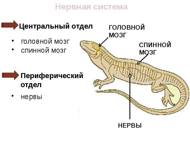 Почки ящерицы. Пресмыкающиеся рептилии нервная система. Схема строения нервной системы пресмыкающихся. Нервная система пресмыкающихся таблица. Нервная система рептилий схема.