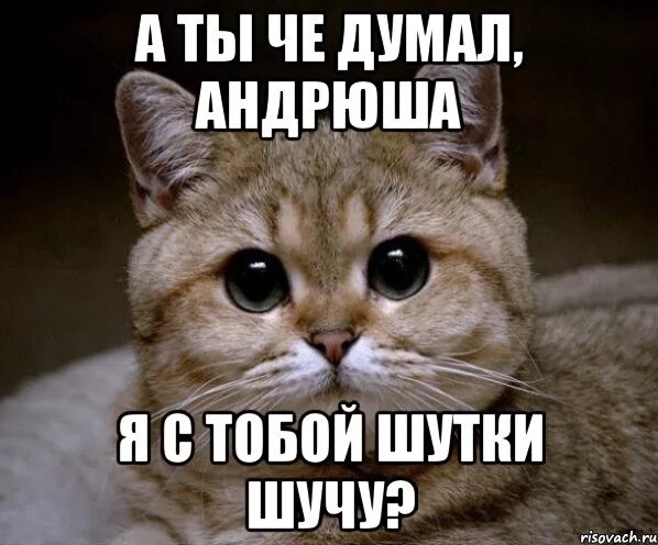 Андрюша чат. Андрюша мем. милые шутки. прикольные стихи про андрюху. андрюшка надпись.