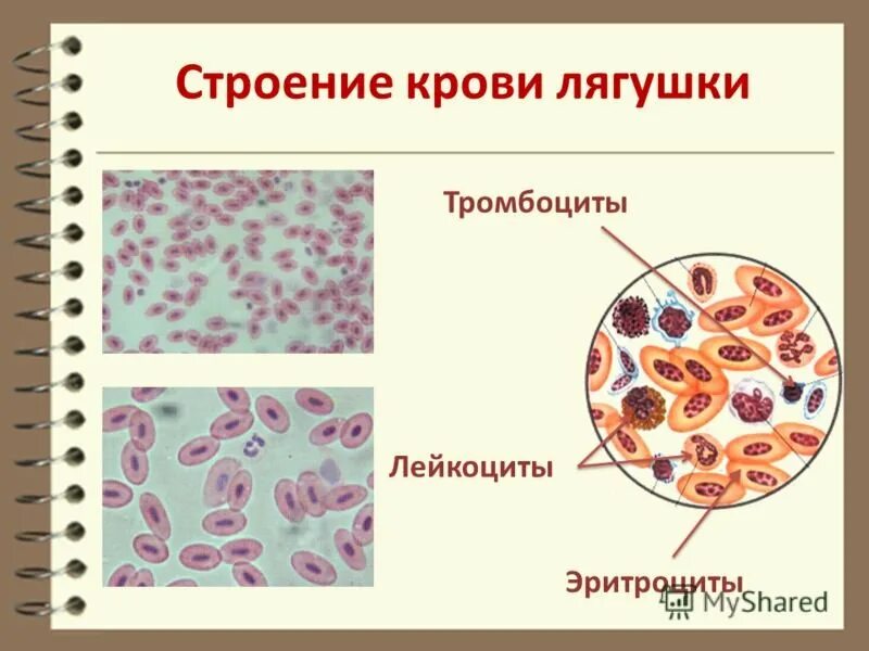 Эритроциты человека и лягушки под микроскопом. Кровь лягушки под микроскопом и кровь человека. клетка эритроцита лягушки под микроскопом. эритроциты в крови лягушки под микроскопом. строение клетки крови лягушки.