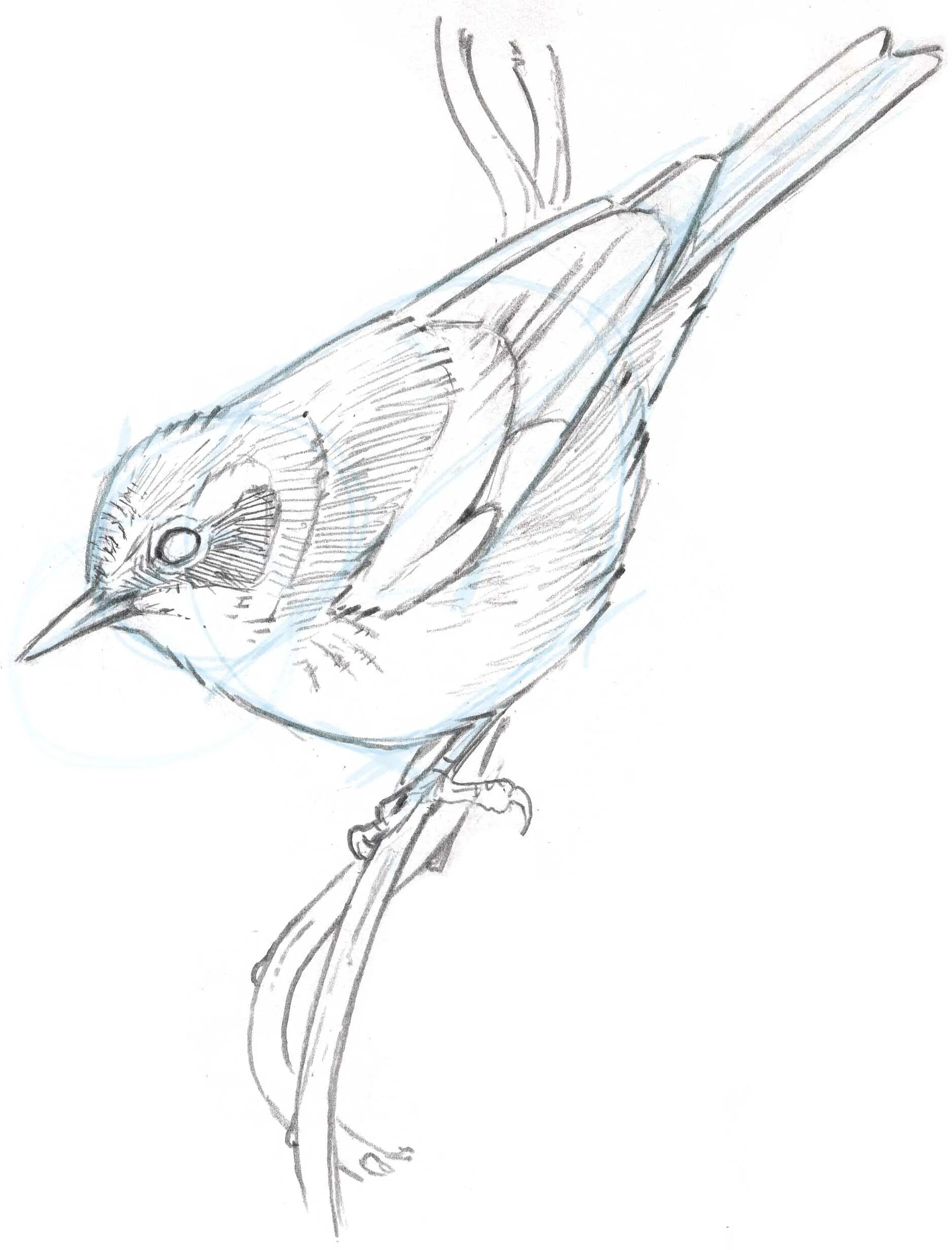 Птица карандашом. Птичка карандашом легко. Птичка рисунок карандашом. Нарисовать птичку карандашом.