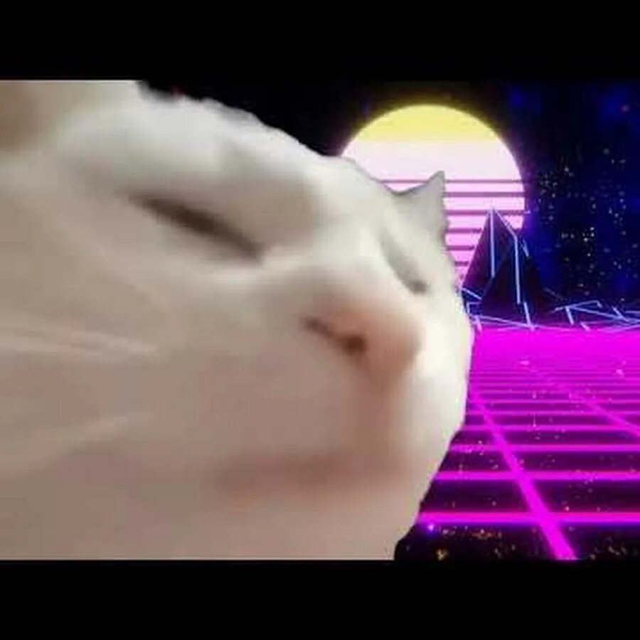 Кот качает головой под. Флекс кота. кот флексит. белый кот флексит. кот танцует под светомузыку.