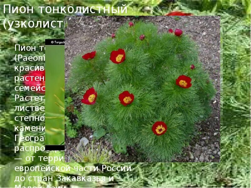 Пион тонколистный фото и описание. Пион тонколистный красная. красная книга россии растения пион узколистный. пион узколистный белый. пион узколистный красная книга описание.