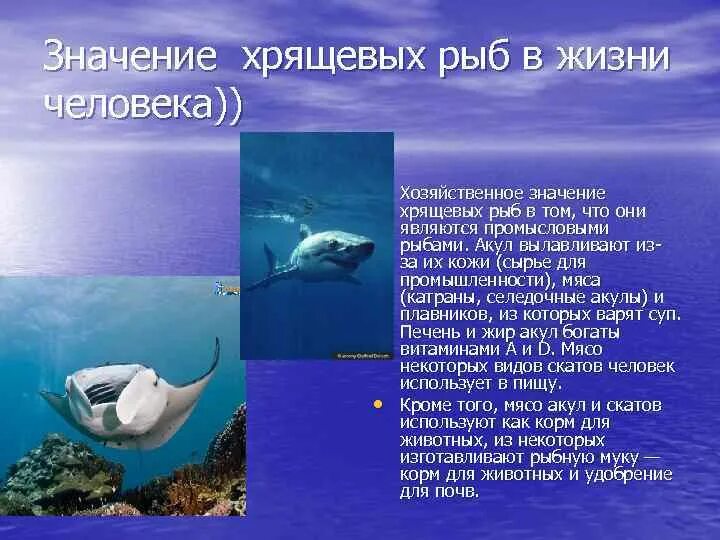 Значение рыб в природе сообщение. Роль хрящевых рыб в природе и жизни человека. Акула и Скат представители класса. Хрящевые рыбы акулы представители. Значение класса хрящевые рыбы.