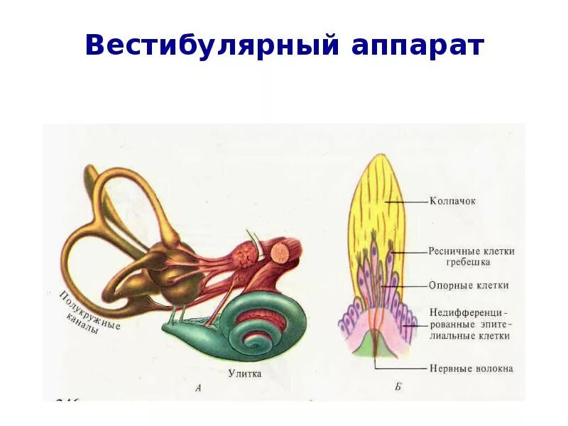 Работа вестибулярного аппарата человека. Сенсорная система вестибулярного аппарата. Схема вестибулярного анализатора 8 класс биология. Вестибулярная сенсорная система схема. Вестибулярная сенсорная система (орган равновесия).