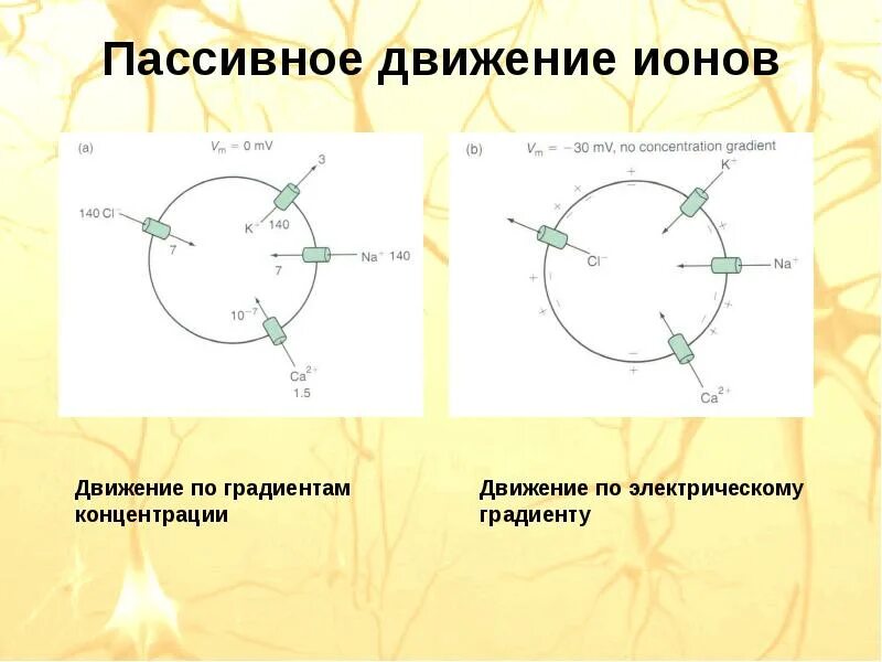 Движение ионов по градиенту. Пассивные движения. определение пассивных движений. движение по градиенту концентрации это. психофизиология движения.