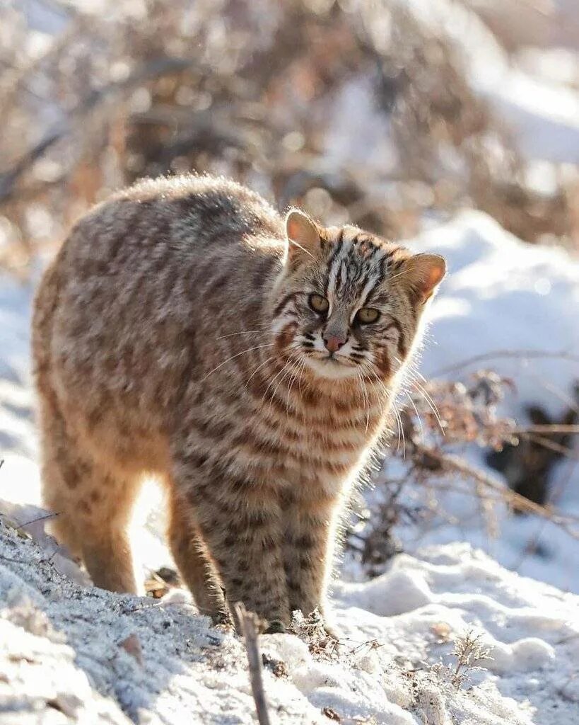 Дальневосточный лесной кот (prionailurus bengalensis euptilurus). Дальневосточный камышовый кот. Амурский лесной кот. Амурский кот. Амурский кот.