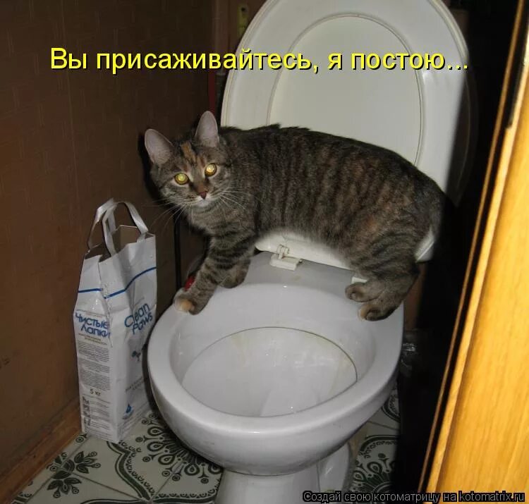 кот в чашке. нам надо поговорить мем с котом. заходите присаживайтесь. присаживайся на лицо. мем новенький на работе.