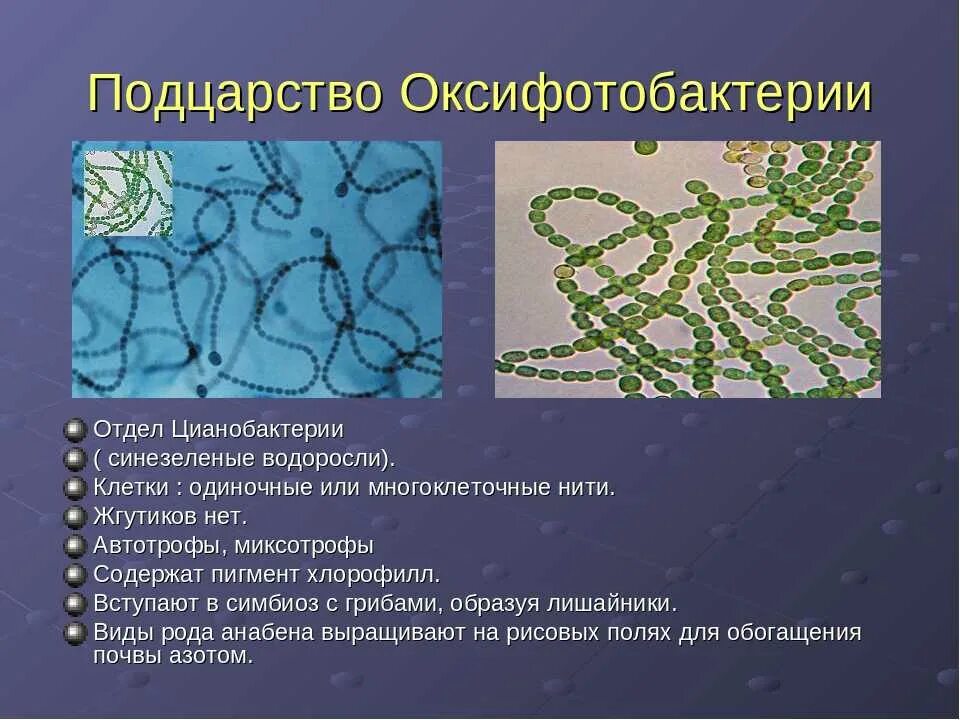 Возникновение прокариот произошло в. Архебактерии и цианобактерии. Синезеленые водоросли цианобактерии. Цианобактерия Анабена. Цианобактерии царство.