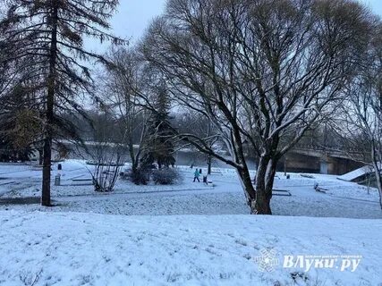 Прогноз в луки