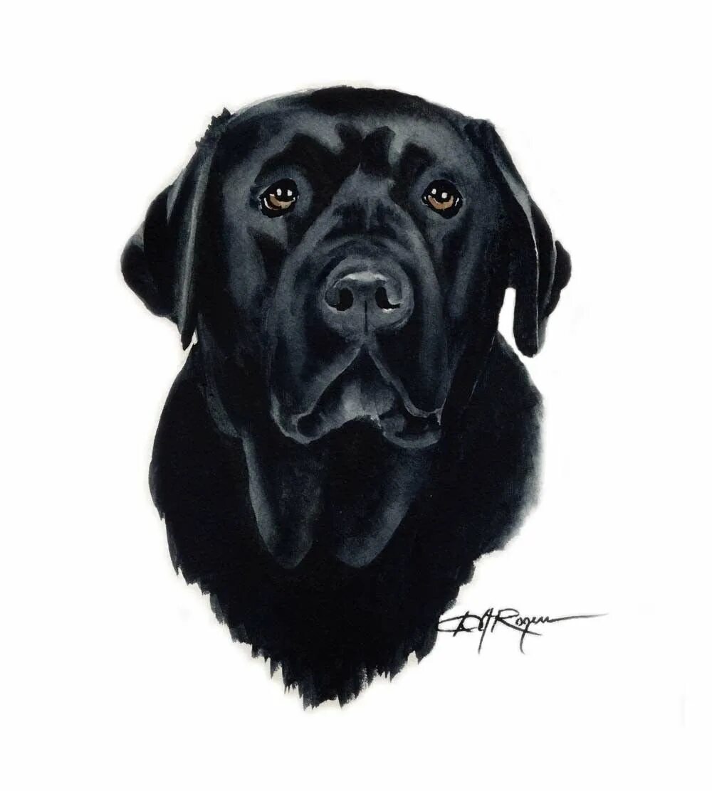 Рисунки черных собак. Лабрадор черный. Тату лабрадор черный. Нарисованная черная собака. Черный лабрадор акварель.