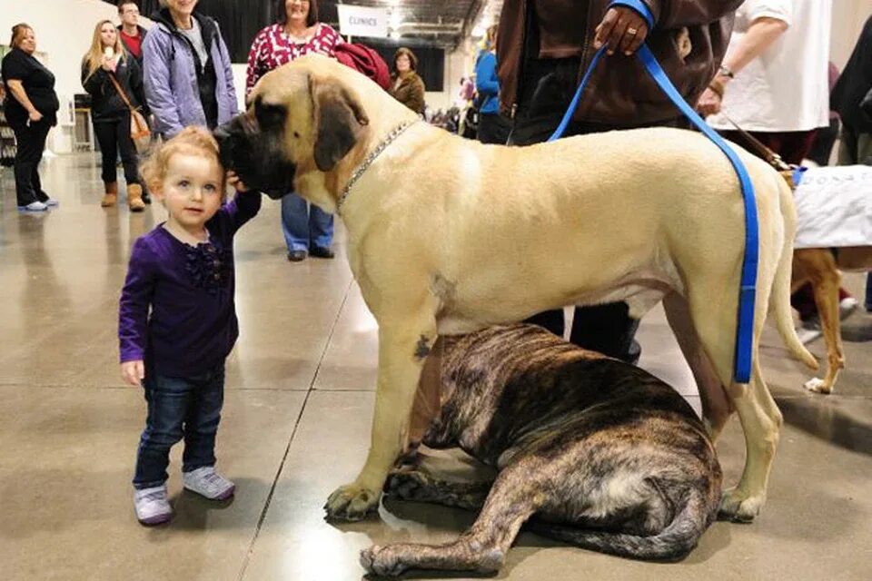 На выставке собак. Детройт Dog. Порода собаки из Detroit. Выставка собак фото.
