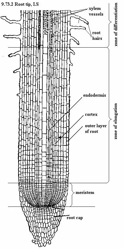 Апикальная меристема корня. Верхушечная меристема корня. Зона деления корня меристема. Строение меристемы кончика корня пшеницы.