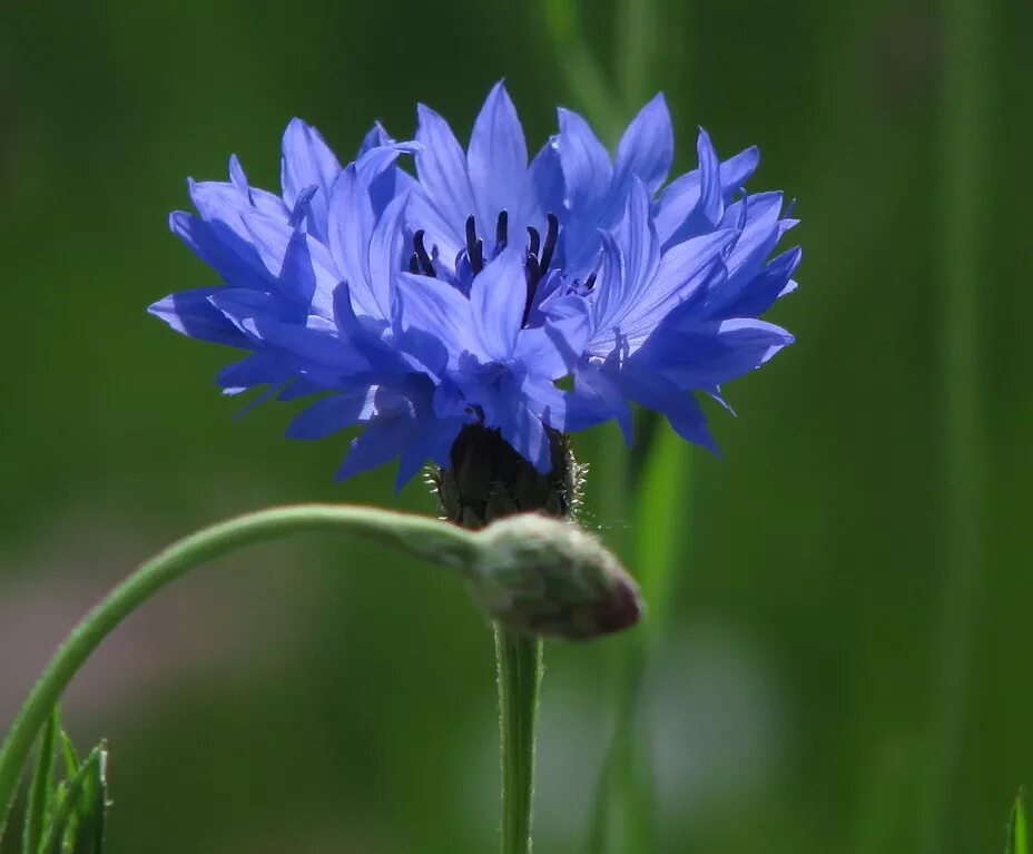 работает василек. василек cyanus. северный василек. василек цельнолистный. «поле васильков».