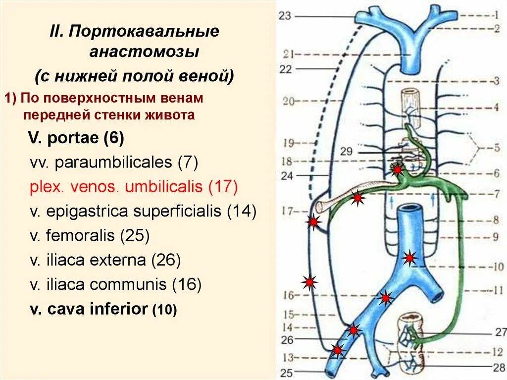 Околопупочная Вена анастомоз. Портокавальные и кавакавальные анастомозы таблица. Система верхней и нижней полой вены схема. Анастомозы верхней и нижней полой венами.