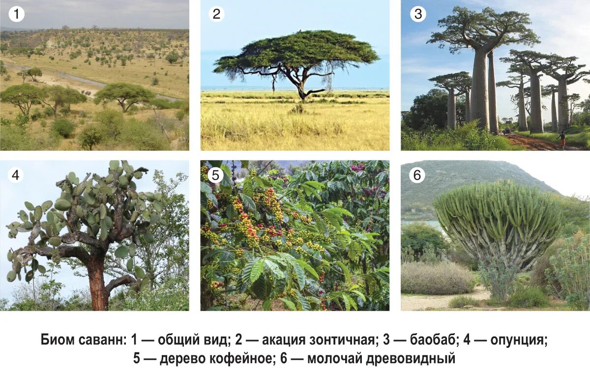 Приспособление животных в саванне. Саванна биом. Растения саванны Африки. Растительный мир саванны в Африке. Деревья растущие в саванне.