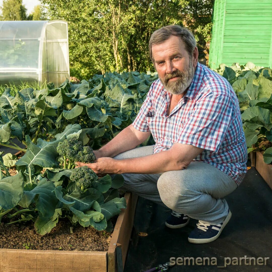 Плотно собирать. Агрофирма партнёр в Озерах. Семена партнер дзен. Ведущий Агрофирма партнёр.