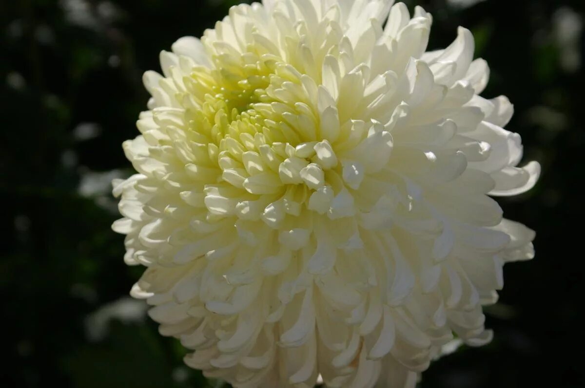 Хризантема крупноцветковая игольчатая. Сорта крупноцветковой хризантемы. Хризантема резолют. Хризантема сорт пурпл. Хризантемы фалькон сорт.