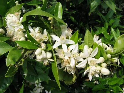 Flor de