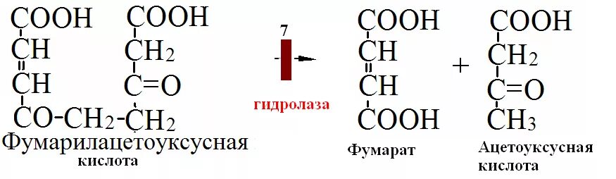 Гидролазы примеры ферментов. Ферменты из класса гидролаз катализируют реакции:. Схема реакции гидролазы. Гидролазы примеры реакций.
