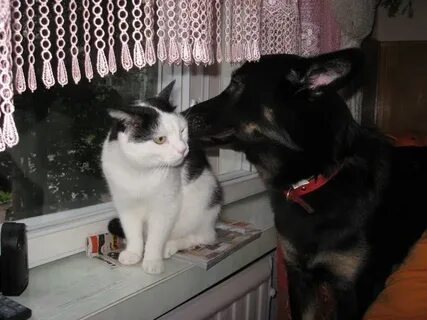 Уживаются 2 кошки