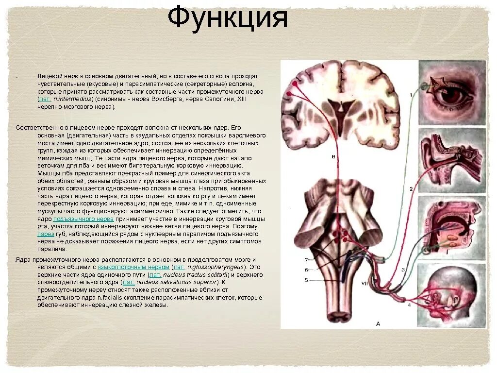 Промежуточный черепной нерв. 7 Пара ЧМН ядра. Ядра лицевого нерва функции. 7 Пара черепных нервов анатомия. Промежуточный нерв функции.