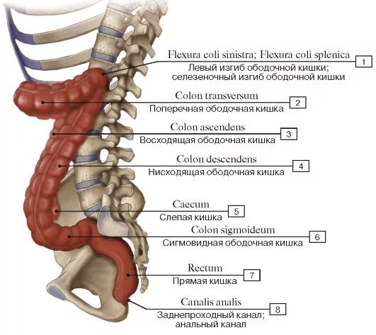 Кость в прямой кишке. Инородные тела в прямой кишке рентген. Кость в прямой кишке. Фистулография рентген. Кость в прямой кишке.