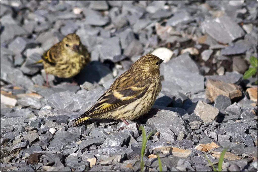 Императорское училище правоведения чижик-пыжик. Чижик колонка. Чижик птица. Сосновый чиж. Чиж в руке.