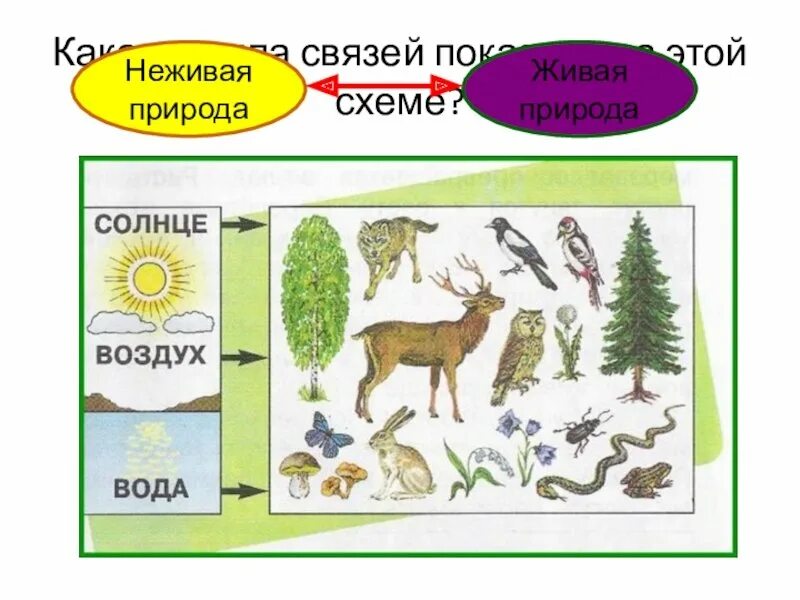 Взаимосвязь живой и неживой природы. Схема связи живой и неживой природы. Связь между живой и неживой природой. Схема связи живой и неживой природы 2 класс.