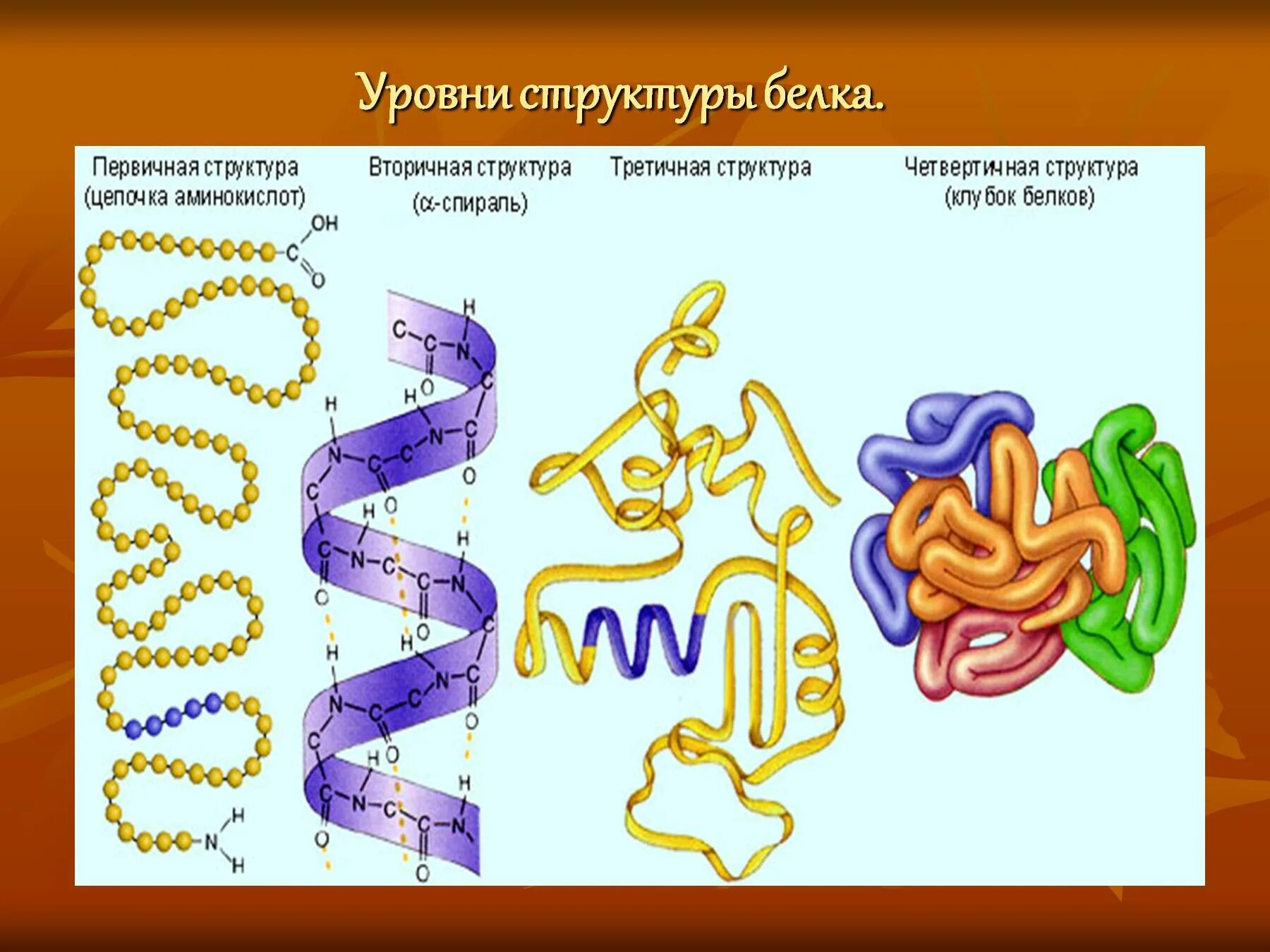 Белки группа соединений. Структура белка биология 10 класс. Первичная структура белка аминокислоты. Строение белков и структуры белка. Белки первичная структура химия.