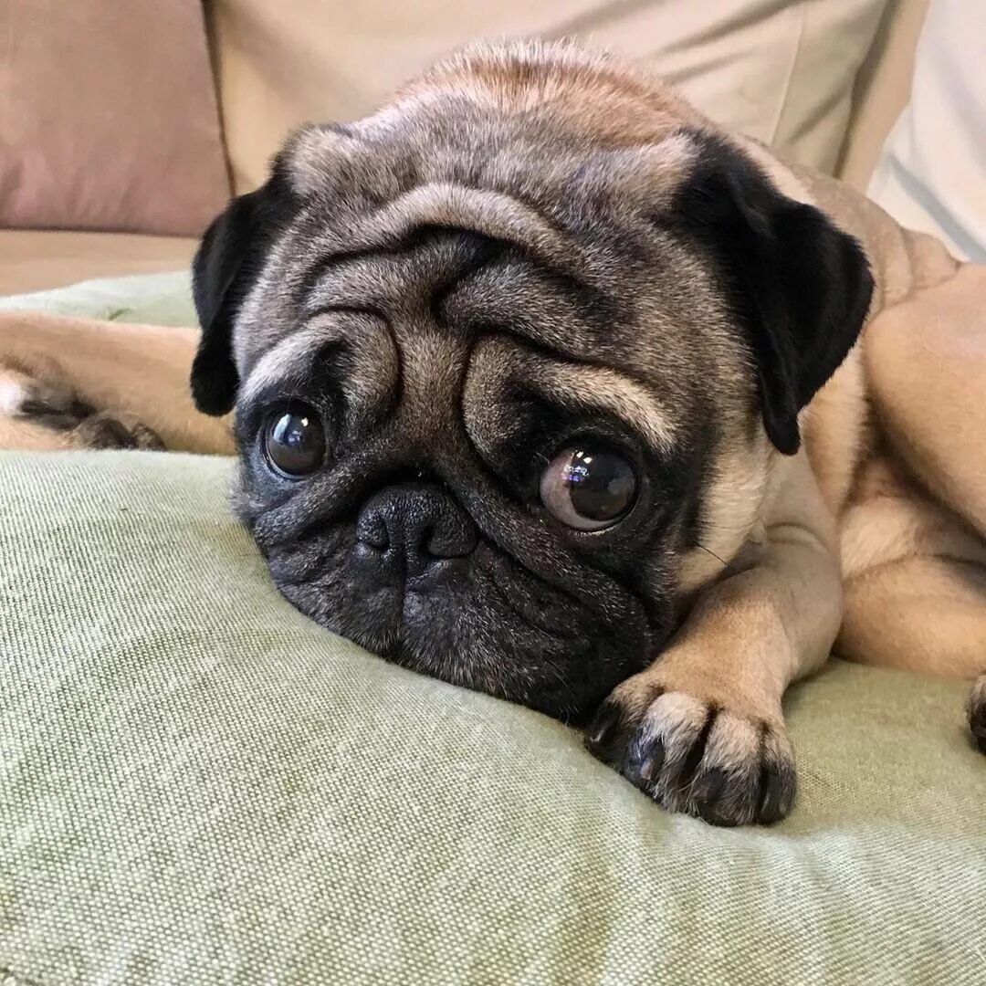 мопс маленький. мопс щенок. мопс щенок. фото мопса маленький. фото мопса маленький.