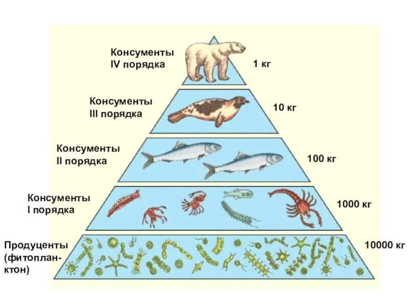 Продуценты это в биологии 5. Консумент 1 порядка консумент 2. Консументы первого порядка 2) консументы второго порядка. Консумент 1 порядка консумент 2 порядка. Консументы 2 и 3 порядка.